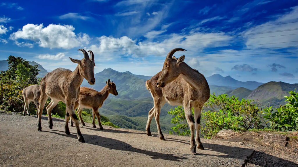 Img_Best of Kerala_Eravikulam National Park