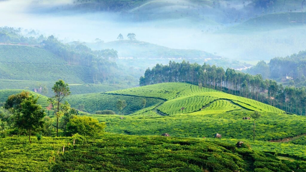 Img_Best of Kerala_Munnar Tea Plantations