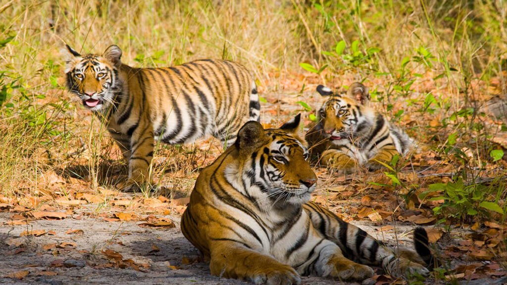 Img_Discover Madhya Pradesh_Bandhavgarh National Park