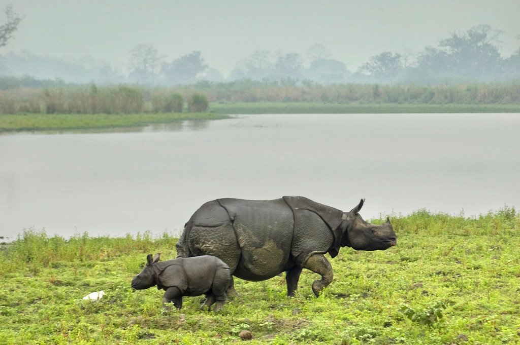 Img_Enchanting North East_ Kaziranga National Park