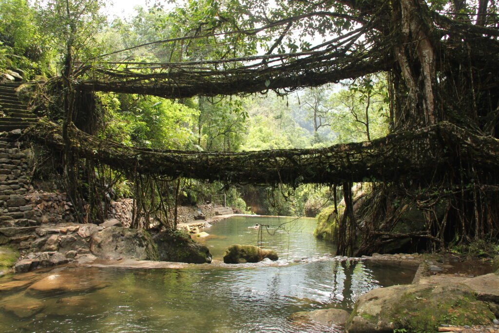 Img_Highlights of Assam & Meghalaya_ Living Roo Bridge