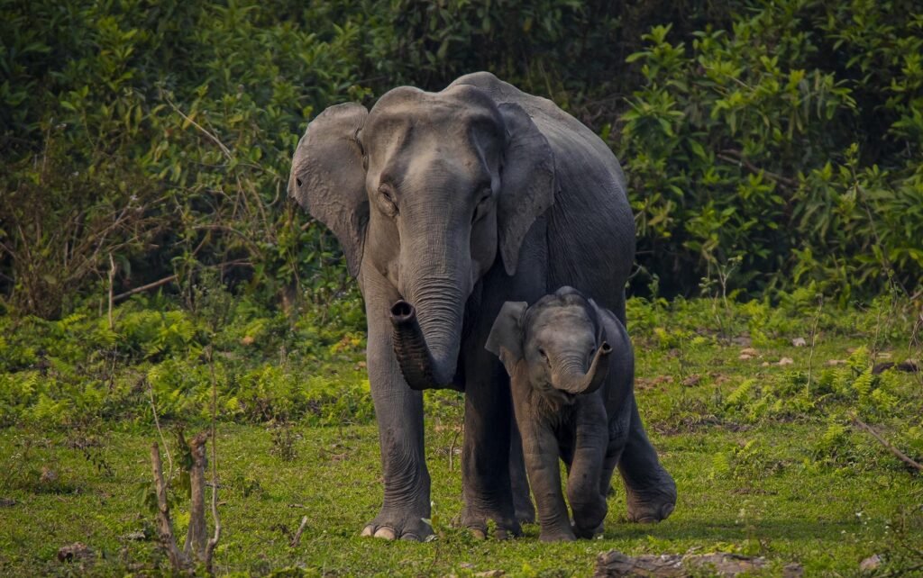 Img_Highlights of Assam & Meghalaya_Kaziranga Elephant