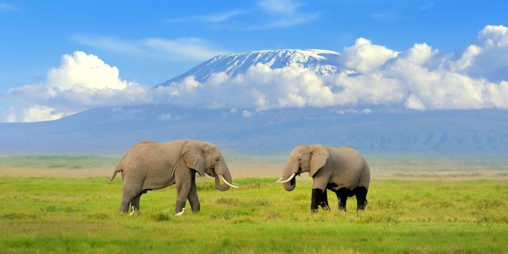 Img_Tanzania & Kenya_Amboseli.jpg