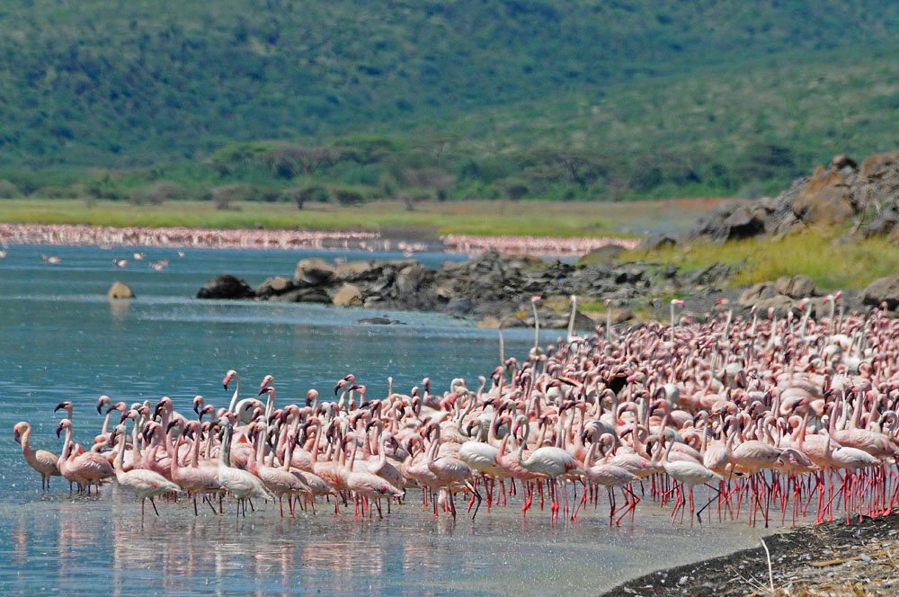 Img_Tanzania & Kenya_Lake Naivasha