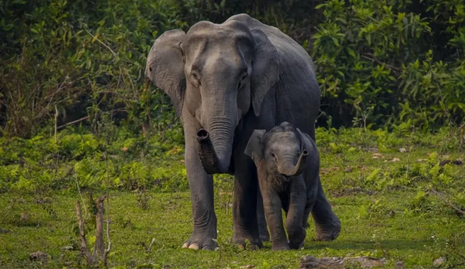 Assam Meghalaya Tour Package (7 Days) – Kaziranga, Shillong & Cherrapunji