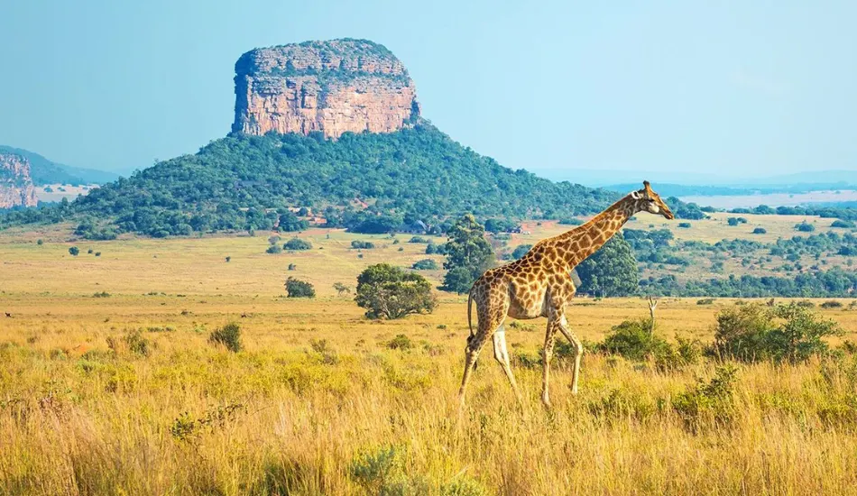 South Africa with Victoria Falls and Kruger National Park